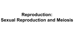 Reproduction: Sexual Reproduction and Meiosis