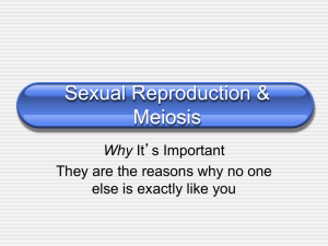 Sexual Reproduction & Meiosis