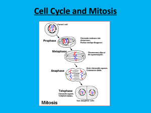 Cell Cycle and Mitosis - Effingham County Schools