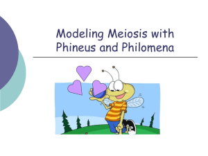 Modeling Mitosis with Phineus the Fruit Fly