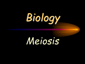 Meiosis- The Formation of Sex Cells