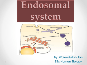 Endosomal system