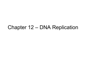 Chapter 10 – DNA Replication