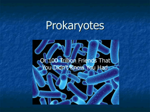 Bacteria ppt from 3/11/14