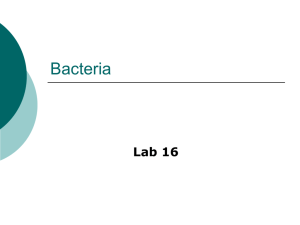 Bacteria & Protists