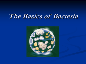 Bacteria Notes