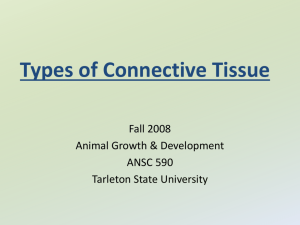 4 Types of Connective Tissue