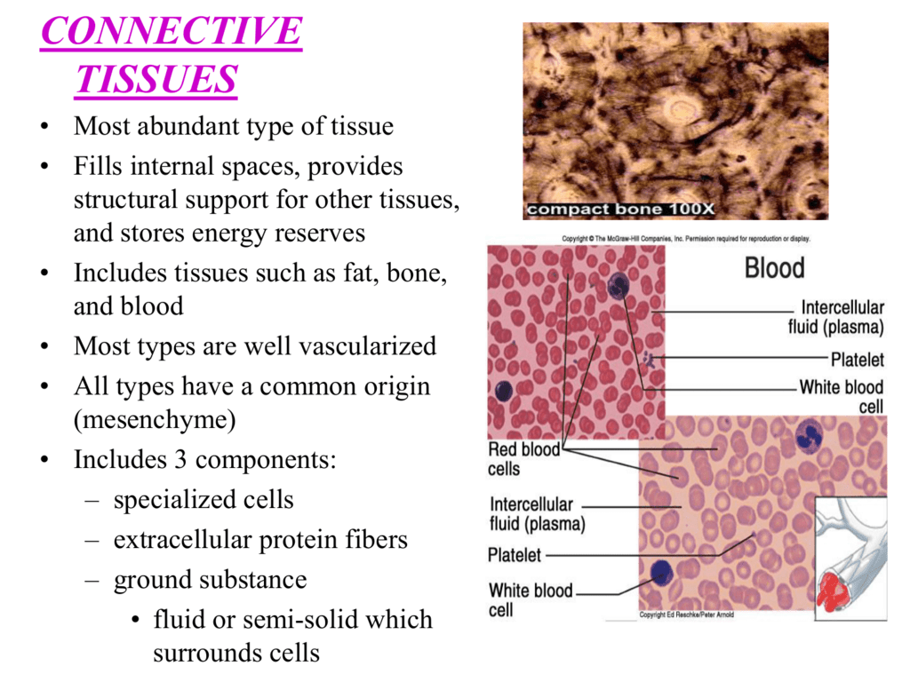 Connective Tissues