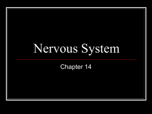 Nervous System - Napa Valley College