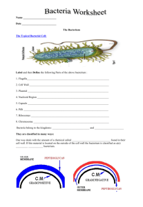 Bacteria Worksheet Name Date The Bacterium The Typical Bacterial