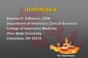 Urolithiasis - College of Veterinary Medicine