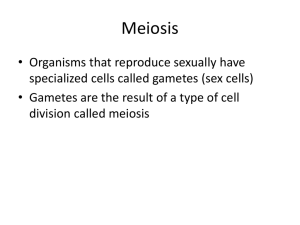 Meiosis PowerPoint