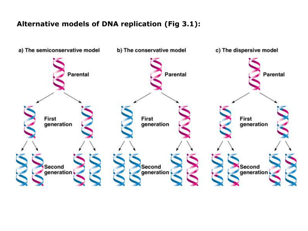 Alternative Models Of Dna Replication Fig 3 1