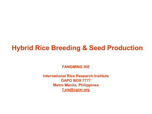 Hybrid Rice Breeding & Seed Production