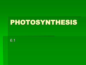 photosynthesis notes - Fort Thomas Independent Schools