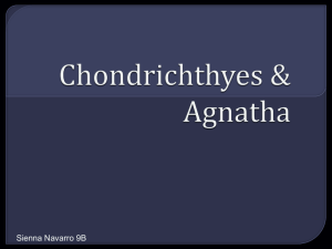 Chondrichthyes & Agnatha