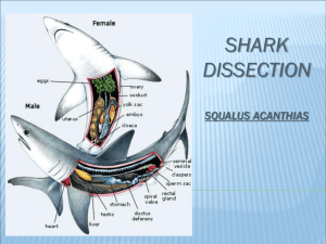 shark dissection squalus acanthias