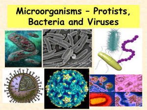 Microorganisms Power Point