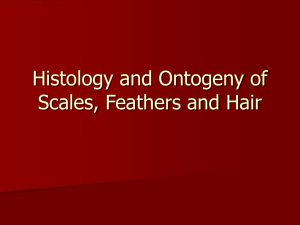 Histology and Ontogeny of Scales, Hair and Feathers