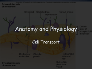 Cell Transport - Effingham County Schools