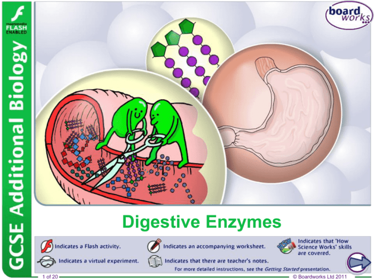 What Are Digestive Enzymes Uk