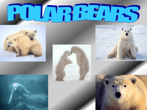 Reagans polar bears