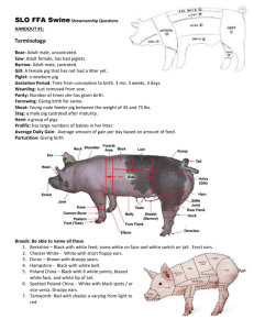Swine Showmanship Questions and Study Guide