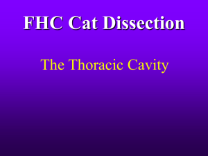 Thoracic_Cavity
