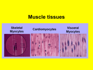 Muscle tissues Muscle tissue