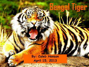 Bengal Tiger - ECS Junior High Science Class