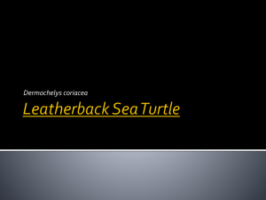 example project: leatherback sea turtles