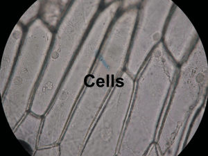 Cells - MrSimonPorter