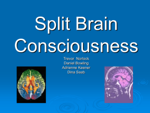Split Brain Consciousness