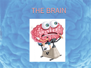 Which part of the brain?