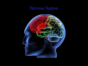 04 Nervous System
