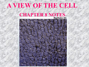 III. Cell Organelles E. Endoplasmic reticulum