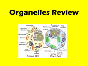 Organelles Quiz Review