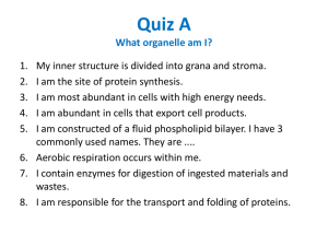 Quiz A What organelle am I?