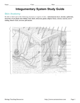 Skin Worksheet