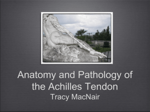 Anatomy and Pathology of the Achilles Tendon Tracy