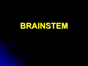Neuro 04 Brainstem Student