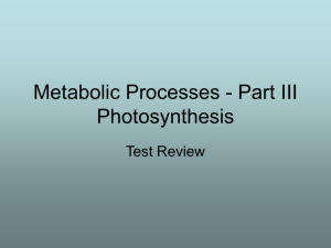 Photosynthesis Powerpoint Review