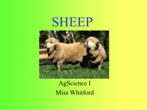 Sheep Powerpoint