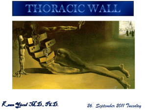 Thoracic wall and mediastinum pericardium and heart 27.09.2011