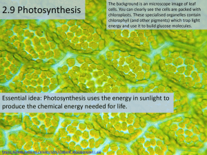 Topic 2.9 Photosynthesis
