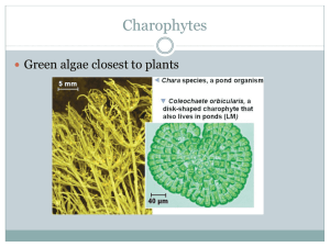 AP Biology Plant evolution notes