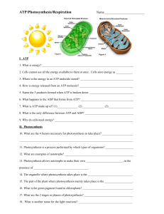 ATP/Photosynthesis/Respiration