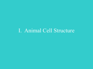 I. Animal Cell Structure - Crestwood Local Schools