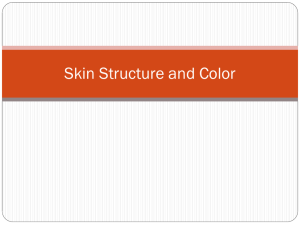 Skin Structure and Color