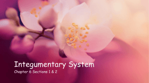 integumentary system